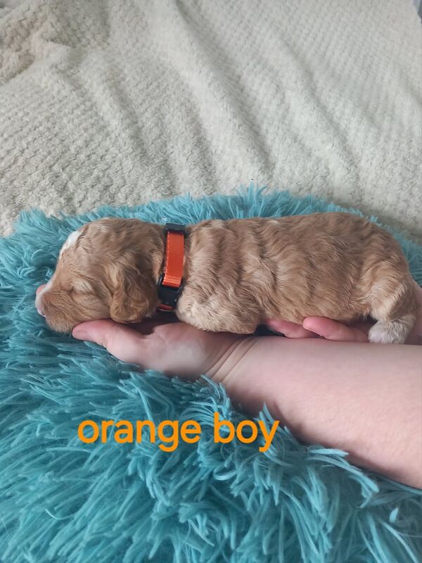 Cockapoo puppies for sale in Pontardawe, West Glamorgan – 2 weeks old