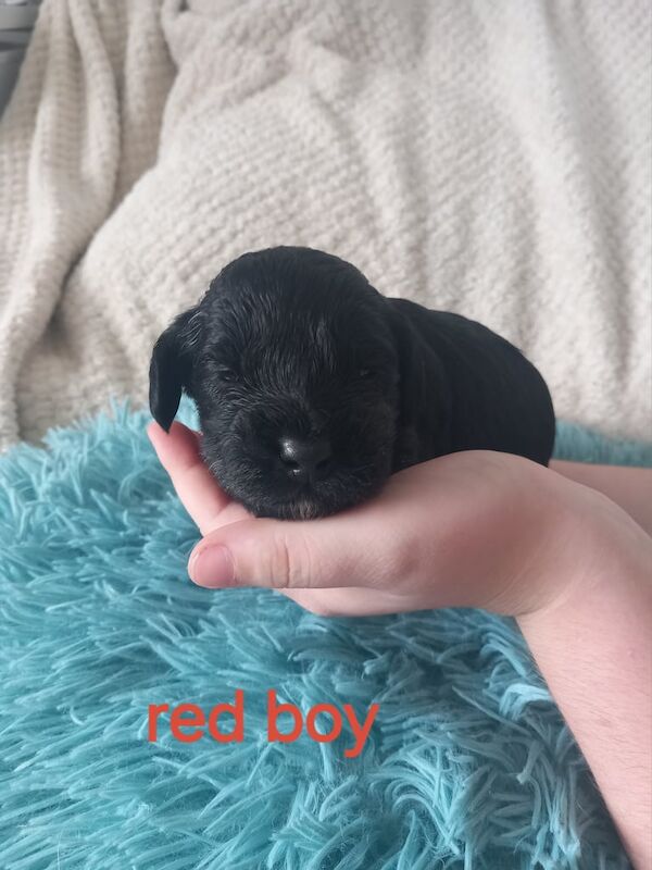 Cockapoo puppies for sale in Pontardawe, West Glamorgan – 2 weeks old - Image 2 of 3
