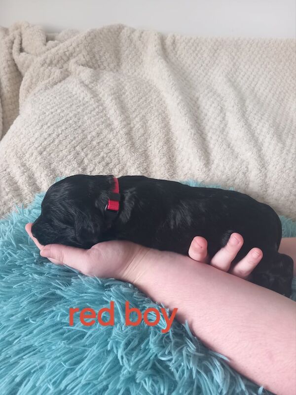 Cockapoo puppies for sale in Pontardawe, West Glamorgan – 2 weeks old - Image 3 of 3