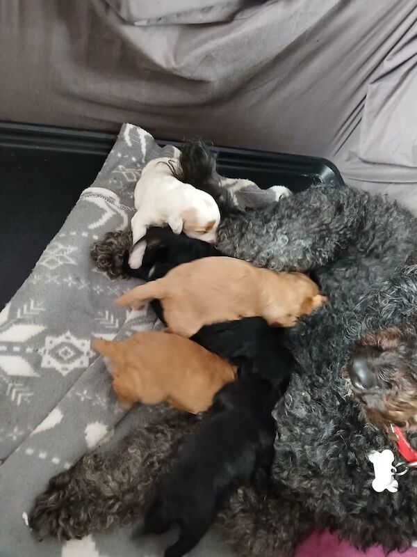 Cockapoo puppies for sale in Bransholme, East Riding of Yorkshire – KC registered, 2 weeks old