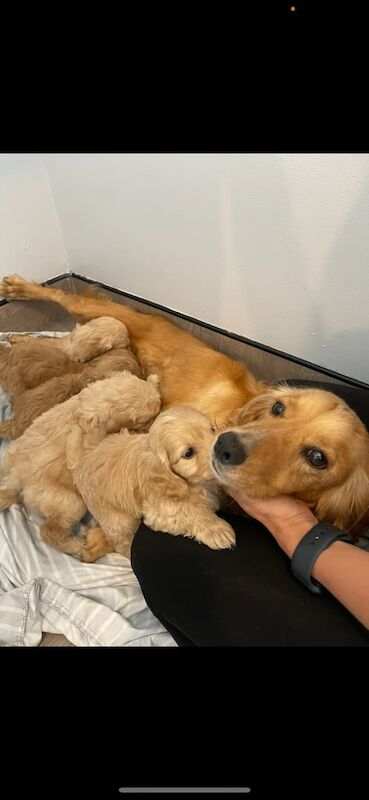 Cockapoo puppies for sale in Bishop Auckland, Durham – 8 weeks old