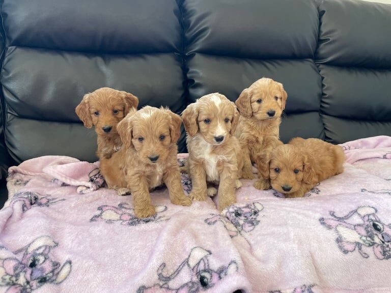 Cockapoo puppies for sale in Bishop Auckland, Durham – 8 weeks old - Image 2 of 3