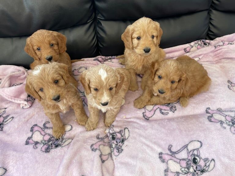 Cockapoo puppies for sale in Bishop Auckland, Durham – 8 weeks old - Image 3 of 3