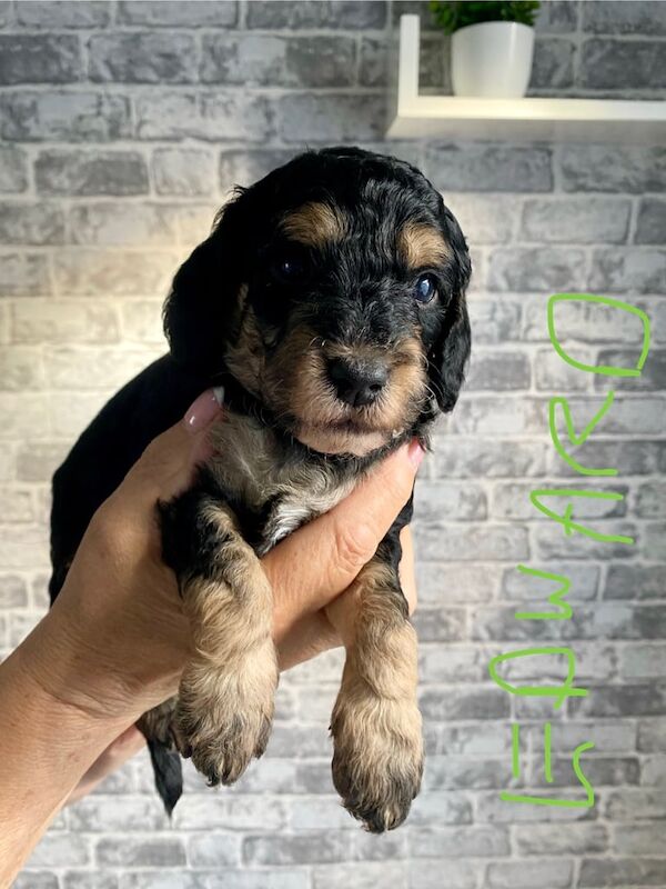 Cockapoo puppies for sale in Kingston upon Hull, East Riding of Yorkshire – 5 weeks old