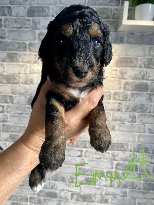 Cockapoo puppies for sale in Kingston upon Hull, East Riding of Yorkshire – 5 weeks old - Image 2 of 3