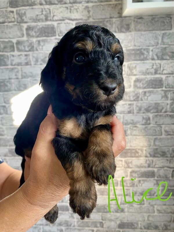 Cockapoo puppies for sale in Kingston upon Hull, East Riding of Yorkshire – 5 weeks old - Image 3 of 3