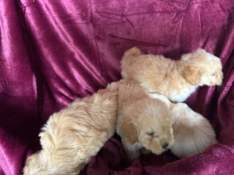 Cockapoo puppies for sale in Ashford, Kent – 8 weeks old