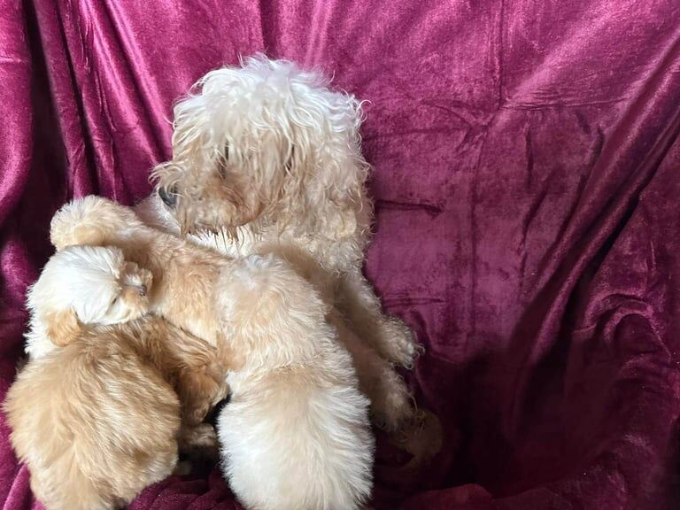 Cockapoo puppies for sale in Ashford, Kent – 8 weeks old - Image 2 of 3