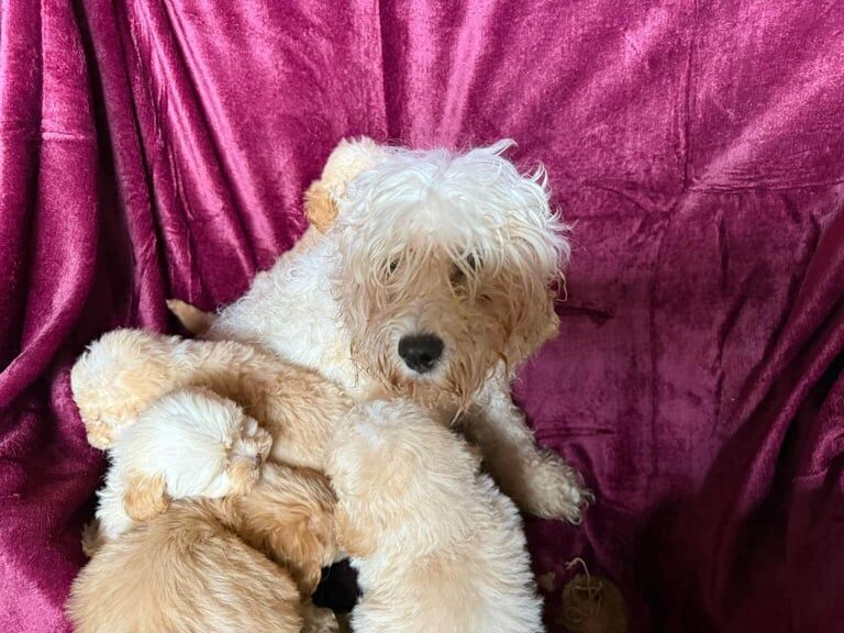 Cockapoo puppies for sale in Ashford, Kent – 8 weeks old - Image 3 of 3