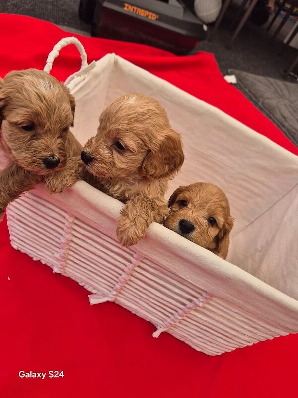 Cockapoo puppies for sale in Salisbury, Wiltshire – KC registered, 9 weeks old