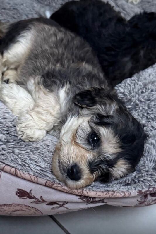 Cockerpoo puppies - Image 2 of 3