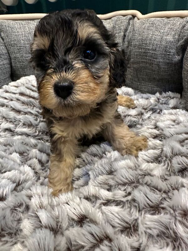 Cockerpoo puppies - Image 3 of 3