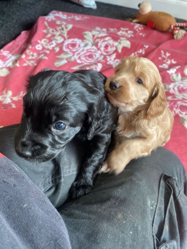 Cockapoo Puppies For Sale