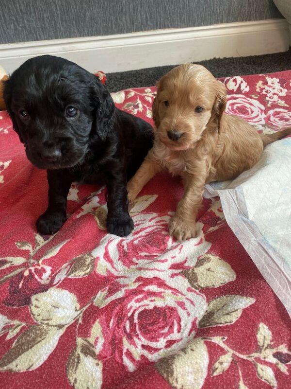 Cockerpoo Puppies. - Image 3 of 6