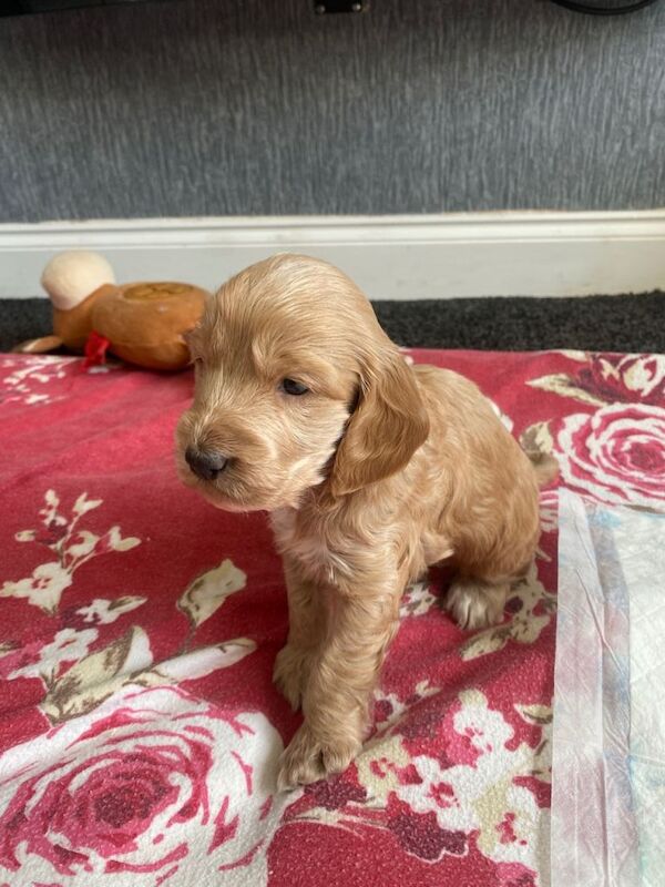 Cockerpoo Puppies. - Image 4 of 6