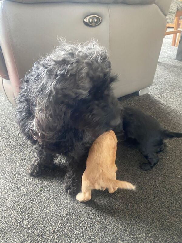 Cockerpoo Puppies. - Image 6 of 6