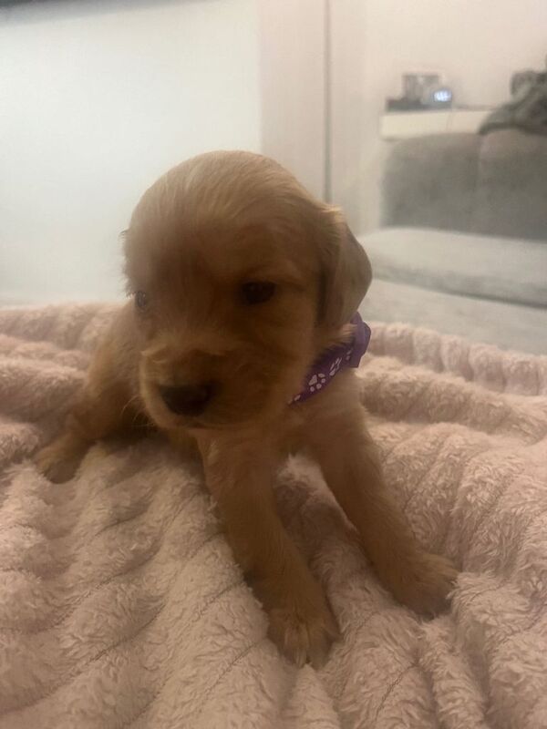 Cockerpoo puppies - Image 2 of 6