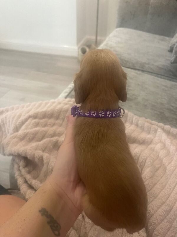 Cockerpoo puppies - Image 3 of 6