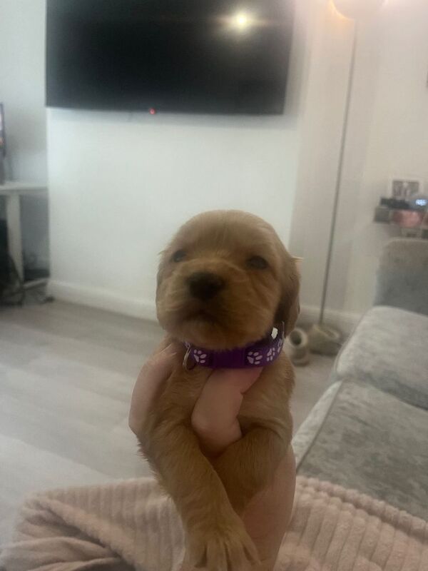 Cockerpoo puppies - Image 4 of 6