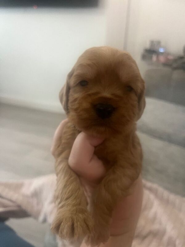 Cockerpoo puppies - Image 5 of 6