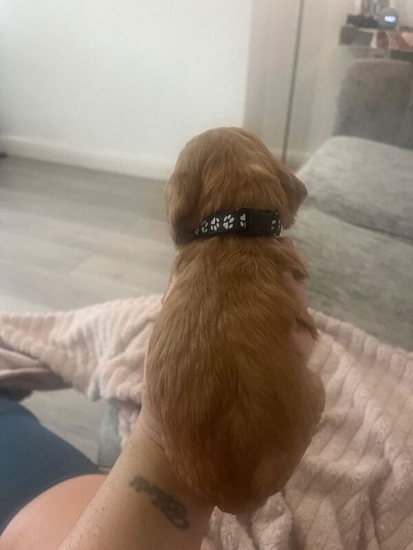 Cockerpoo puppies - Image 6 of 6