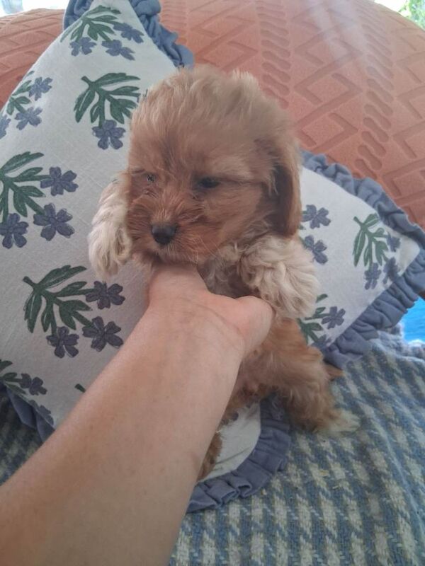 Cockerpoo puppies