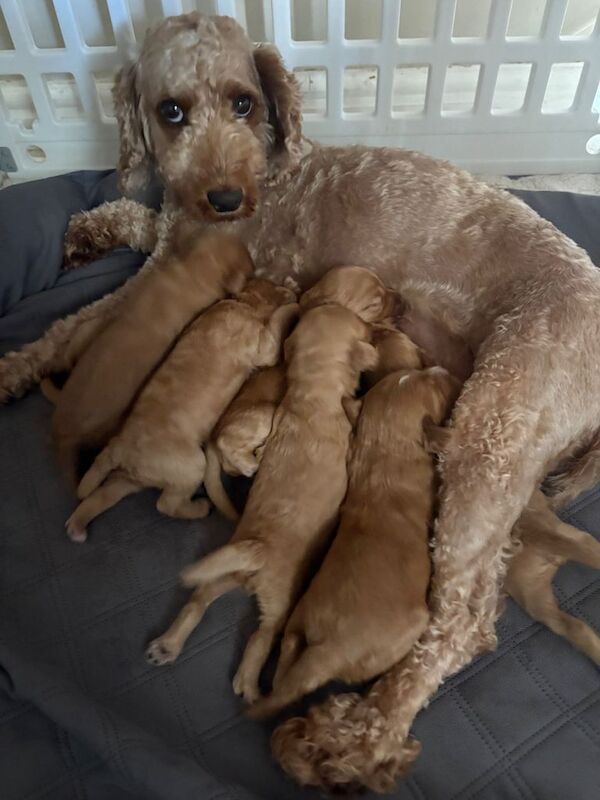 Cockerpoo puppies