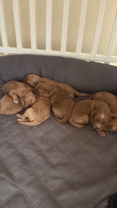 Cockerpoo puppies - Image 2 of 3