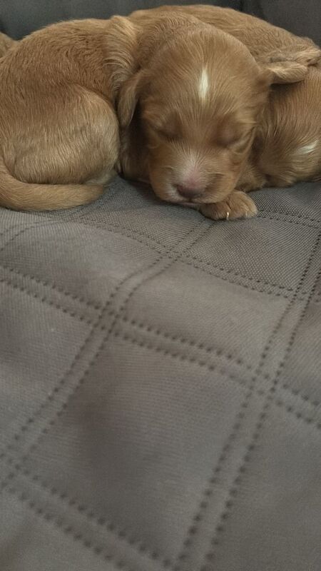 Cockerpoo puppies - Image 3 of 3