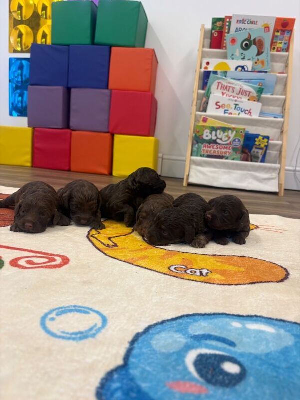 Cockapoo Puppies For Sale