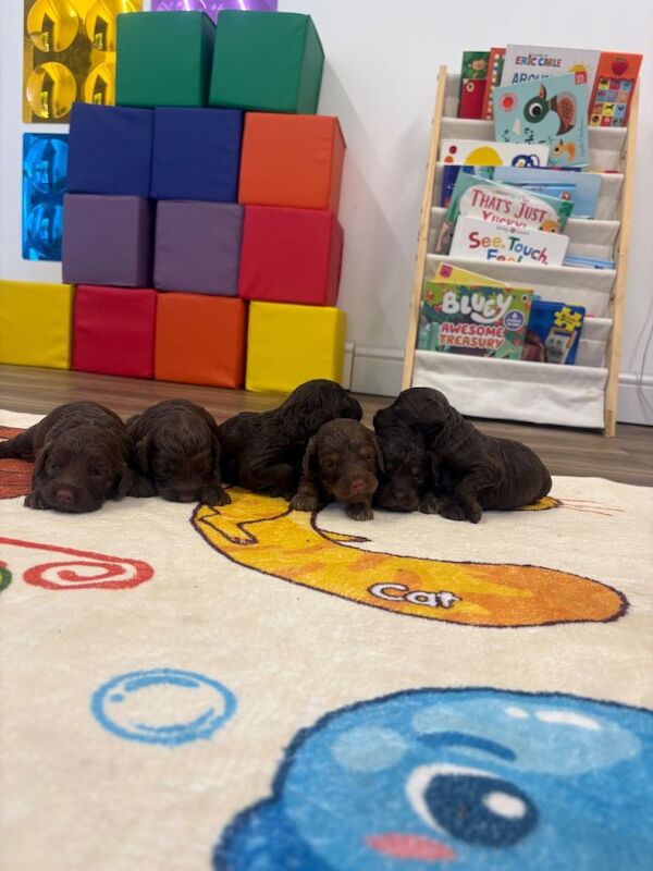 Cockerpoo puppies - Image 2 of 4