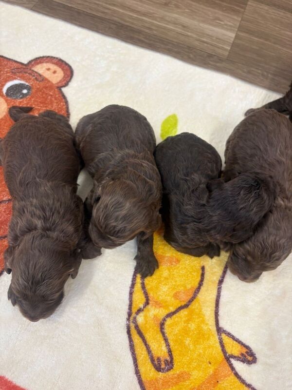 Cockerpoo puppies - Image 3 of 4
