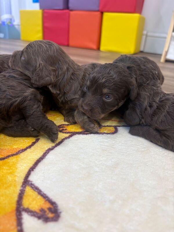 Cockerpoo puppies - Image 4 of 4