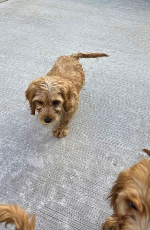 Cockerpoo Puppies - Image 2 of 3
