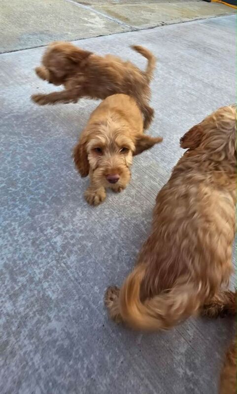 Cockerpoo Puppies - Image 3 of 3