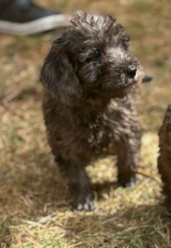Cockerpoo puppies