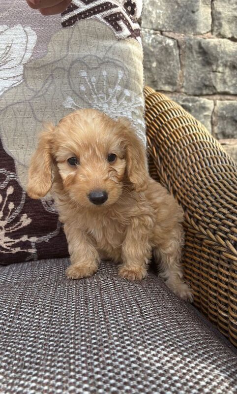 Cockerpoo puppies - Image 3 of 4