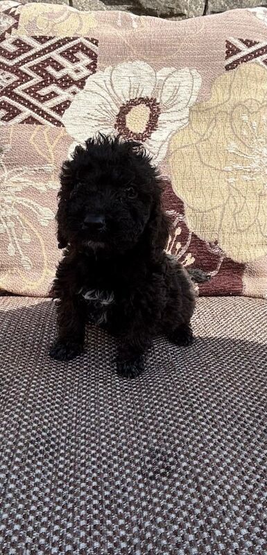 Cockerpoo puppies - Image 4 of 4