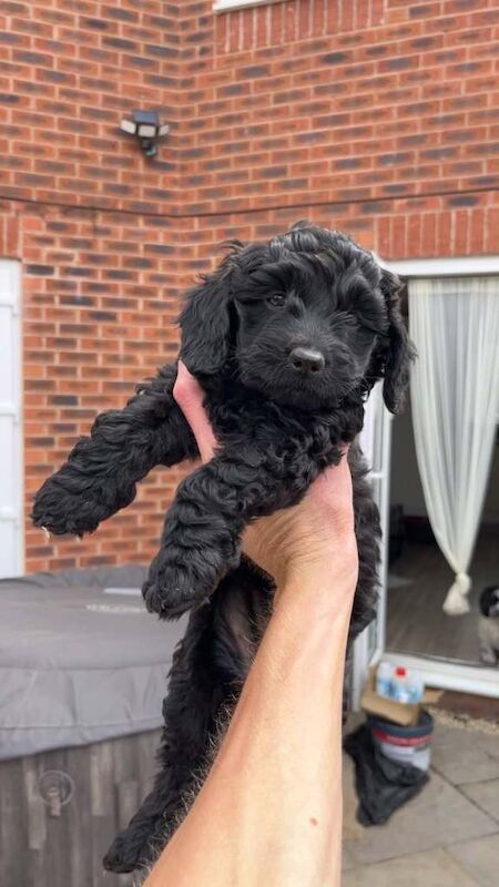 Cockerpoo puppies