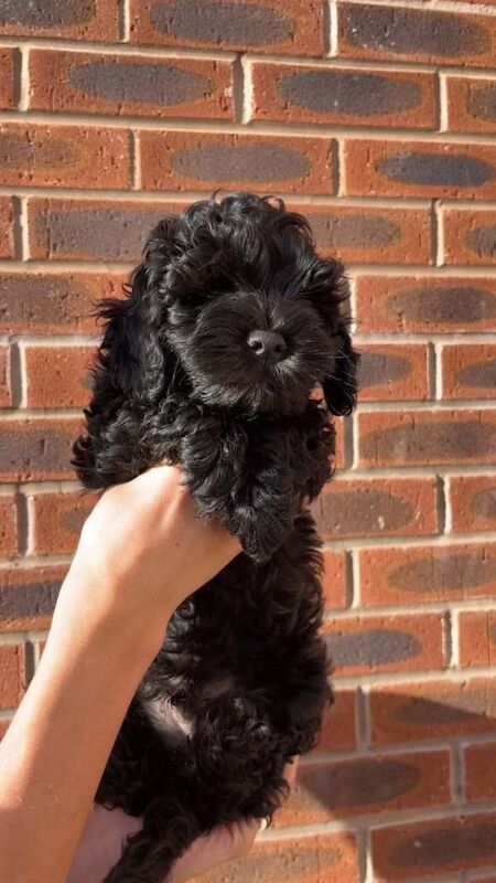 Cockerpoo puppies - Image 3 of 5