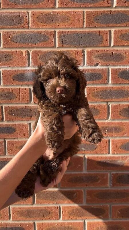 Cockerpoo puppies - Image 4 of 5