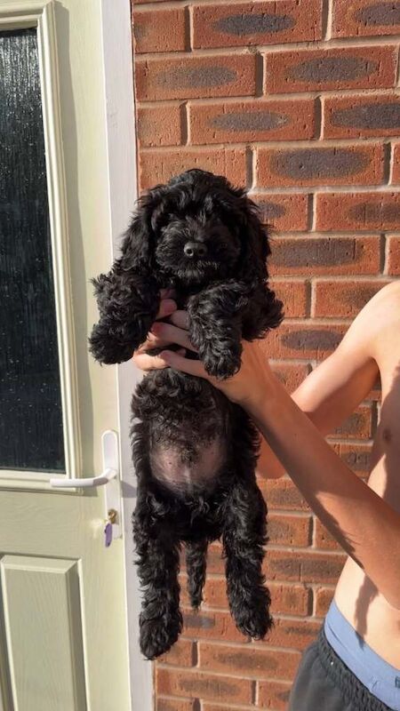 Cockerpoo puppies - Image 5 of 5