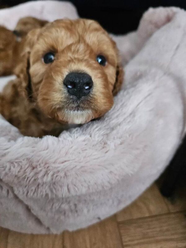 Cockerpoo puppies