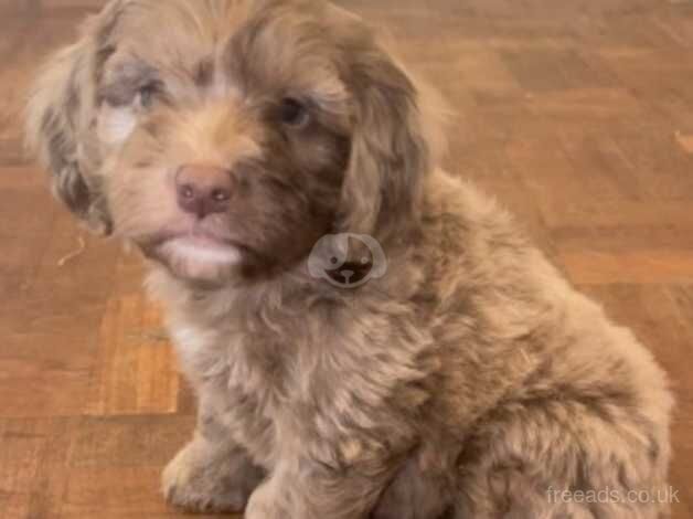 cockerpoo puppies. 8 weeks old. for sale in Cardiff - Image 3