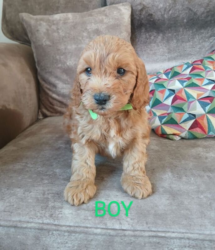 Cockerpoo Puppies Age: 9 Weeks for sale in Rochdale, Greater Manchester