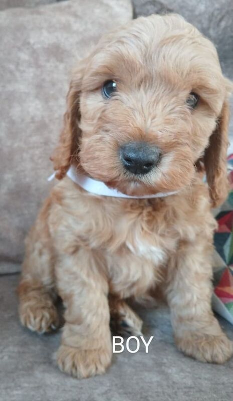 Cockerpoo Puppies Age: 9 Weeks for sale in Rochdale, Greater Manchester | Image 3