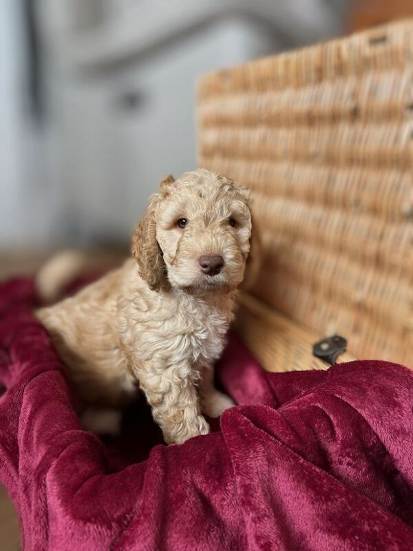 Apricot Cockapoo Puppies For Sale