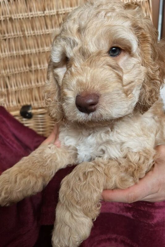 Cockerpoo puppies (F2) for sale. - Image 2 of 12