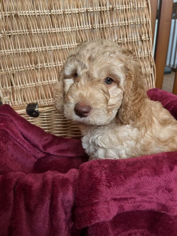 Cockerpoo puppies (F2) for sale. - Image 3 of 12