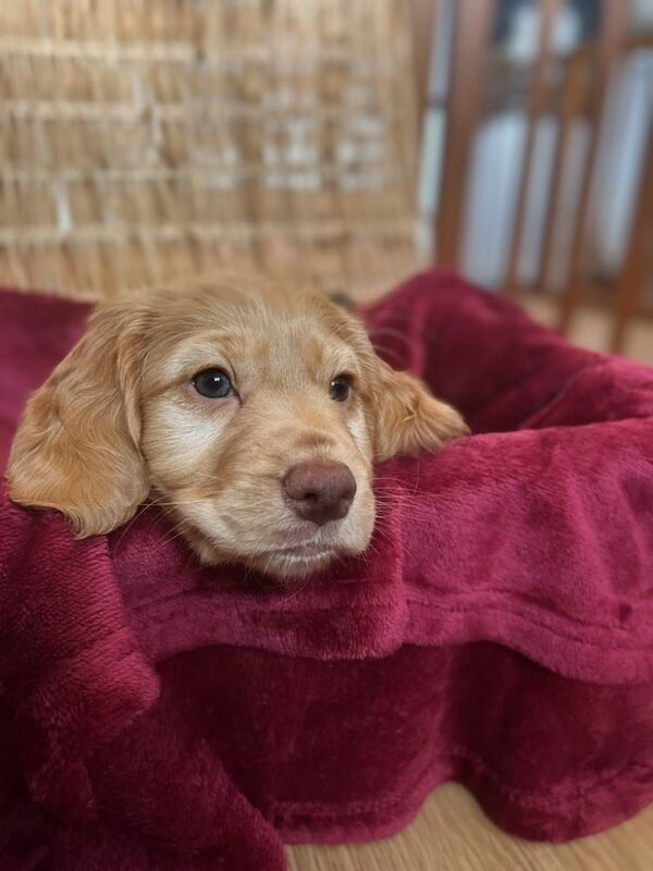 Cockerpoo puppies (F2) for sale. - Image 4 of 12